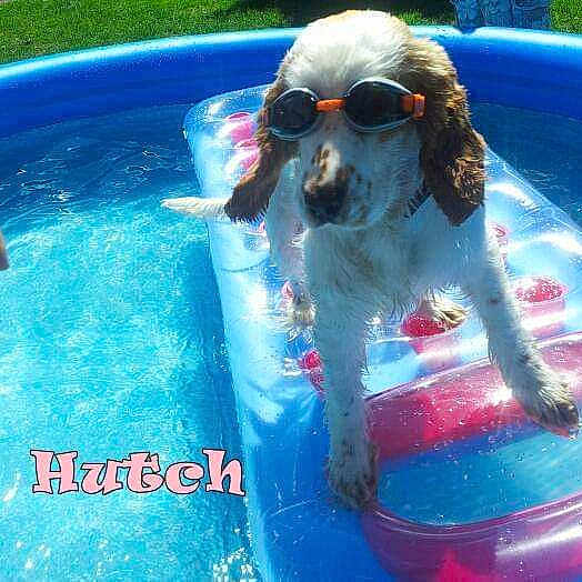 Hutch