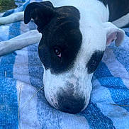 Mischief is registered to the contest to win money with this photo: dog, black_and_white, close_up, blanket, striped, outdoor, grass, toy, resting, pet, canine, calm, animal, snout, ear, nose, fur, laying_down, relaxed, daylight