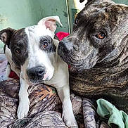 Troubles joined the competition — help win amazing prizes! dog, pets, animal, canine, two_dogs, close_up, indoor, blanket, camouflage, snuggle, brown_eyes, white_dog, brindle_dog, cute, companions, fur, ears, nose, portrait, resting