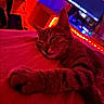 cat, tabby, sleeping, bed, feline, paw, indoor, neon_lights, red_lighting, purple_lighting, led_lights, television, blurred_background, cozy, relaxing, pet, animal, whiskers, closeup, night
