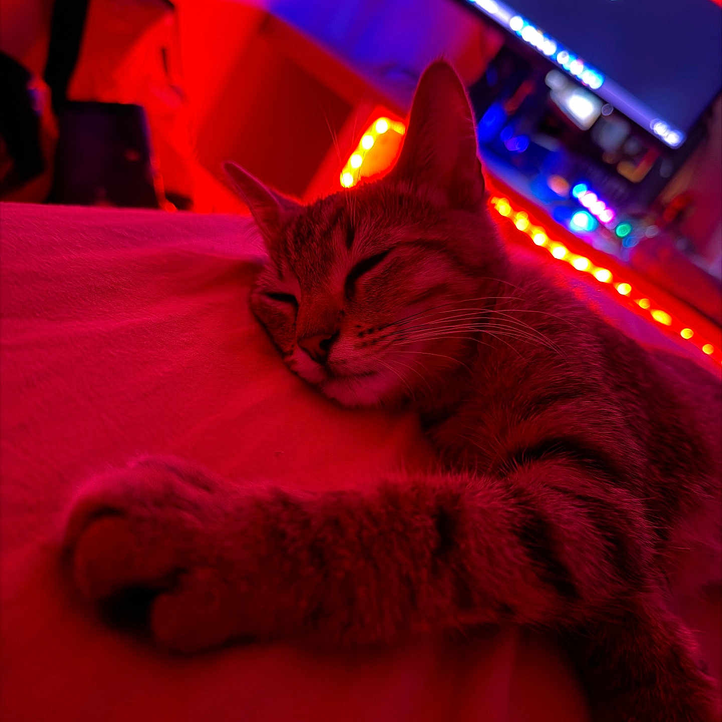 Bart a rejoint le concours — aidez-le/la à gagner de superbes lots ! cat, tabby, sleeping, bed, feline, paw, indoor, neon_lights, red_lighting, purple_lighting, led_lights, television, blurred_background, cozy, relaxing, pet, animal, whiskers, closeup, night