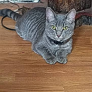 Dog joined the competition — help win amazing prizes! cat, tabby_cat, gray_fur, green_eyes, animal, pet, collar, whiskers, ears, paws, tail, lying_down, staring, portrait, indoor, wooden_floor, wood_paneling, tree_trunk, rustic, photography
