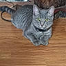 cat, tabby_cat, gray_fur, green_eyes, animal, pet, collar, whiskers, ears, paws, tail, lying_down, staring, portrait, indoor, wooden_floor, wood_paneling, tree_trunk, rustic, photography