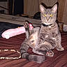 cat, gray_cat, pet, animal, sitting, bed, bedroom, indoors, portrait, front_view, raised_paw, collar, yellow_eyes, fur, whiskers, pink_toy, blanket, wood_paneling, wall_decor, flash_photography