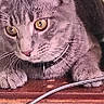 cat, tabby_cat, gray_cat, feline, pet, animal, whiskers, ears, amber_eyes, collar, indoor, desk, wooden_surface, charging_cable, close_up, portrait, lying_down, seated, home, serious_expression