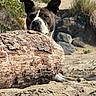 american_staffordshire_terrier, dog, beach, log, sand, rocks, grass, outdoor, nature, pet, animal, canine, sunlight, daytime, closeup, curious, resting, snout, ears, facebook_interface