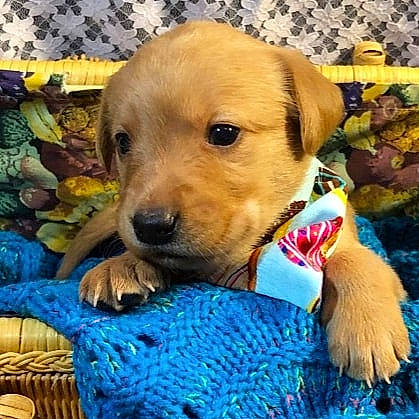 Barbie is registered to the contest to win money with this photo: beagador, canidae, carnivore, companion_dog, dog, dog_breed, fawn, golden_retriever, labrador_retriever, mammal, mountain_cur, potcake_dog, puppy, puppy_love, rare_breed_dog, retriever, sporting_group, vertebrate