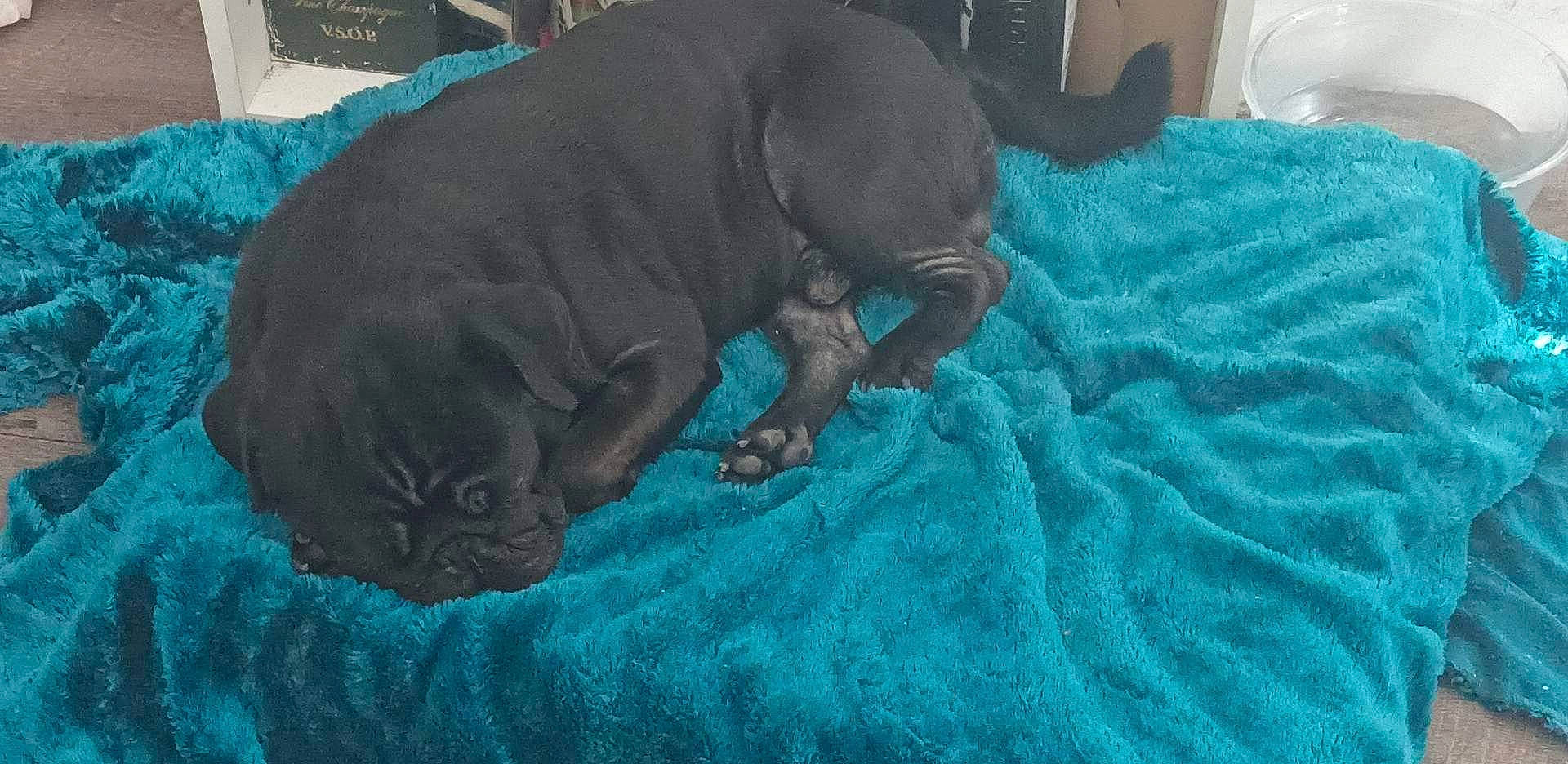 Snow participe au concours pour gagner de l'argent avec cette photo : blue, canidae, carnivore, comfort, companion_dog, dog, dog_breed, electric_blue, fawn, fur, grey, guard_dog, linens, liver, nap, snout, sporting_group, terrestrial_animal, whiskers, working_animal