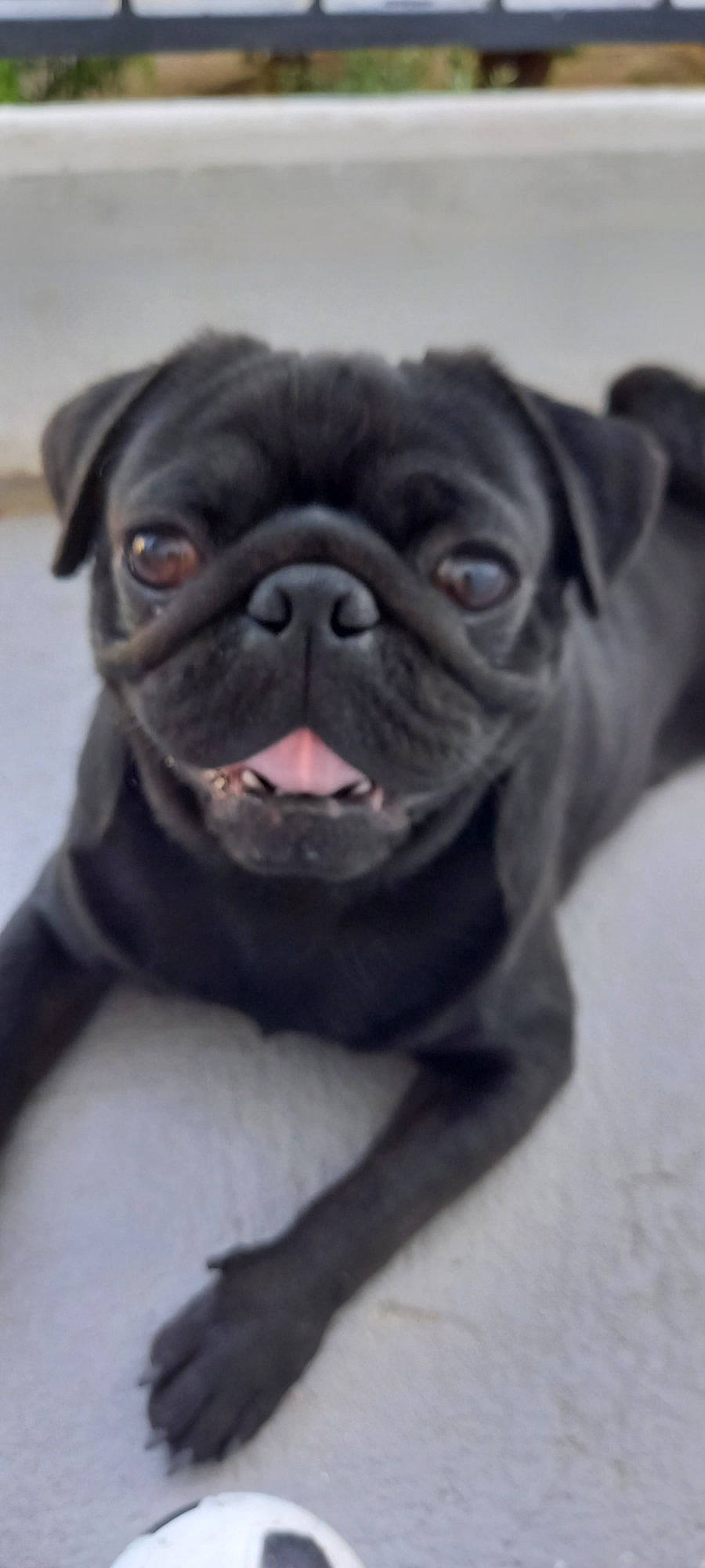 Snow a rejoint le concours — aidez-le/la à gagner de superbes lots ! canidae, carnivore, collar, companion_dog, dog, dog_breed, dog_collar, fawn, fur, liver, non_sporting_group, plant, pug, snout, sporting_group, terrestrial_animal, toy_dog, whiskers, working_animal, wrinkle