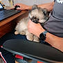 Marley participe au concours pour gagner de l'argent avec cette photo : arm, casual, chair, clothing, computer, cute, desk, dog, floor, hand, indoor, mouse, person, pet, puppy, relaxed, sitting, technology, tile, watch