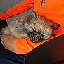 arm, casual, closeup, comfort, cozy, cute, dog, domestic_animal, fluffy, furry, hand, indoor, jacket, nap, orange_clothing, person, pet, relaxation, resting, sleeping
