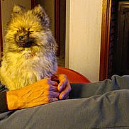 Marley participe au concours pour gagner de l'argent avec cette photo : dog, fluffy, pet, indoor, person, hands, lap, seated, pants, orange_chair, cozy, relaxed, home, furniture, warm_lighting, portrait, companion, animal, fur, cute