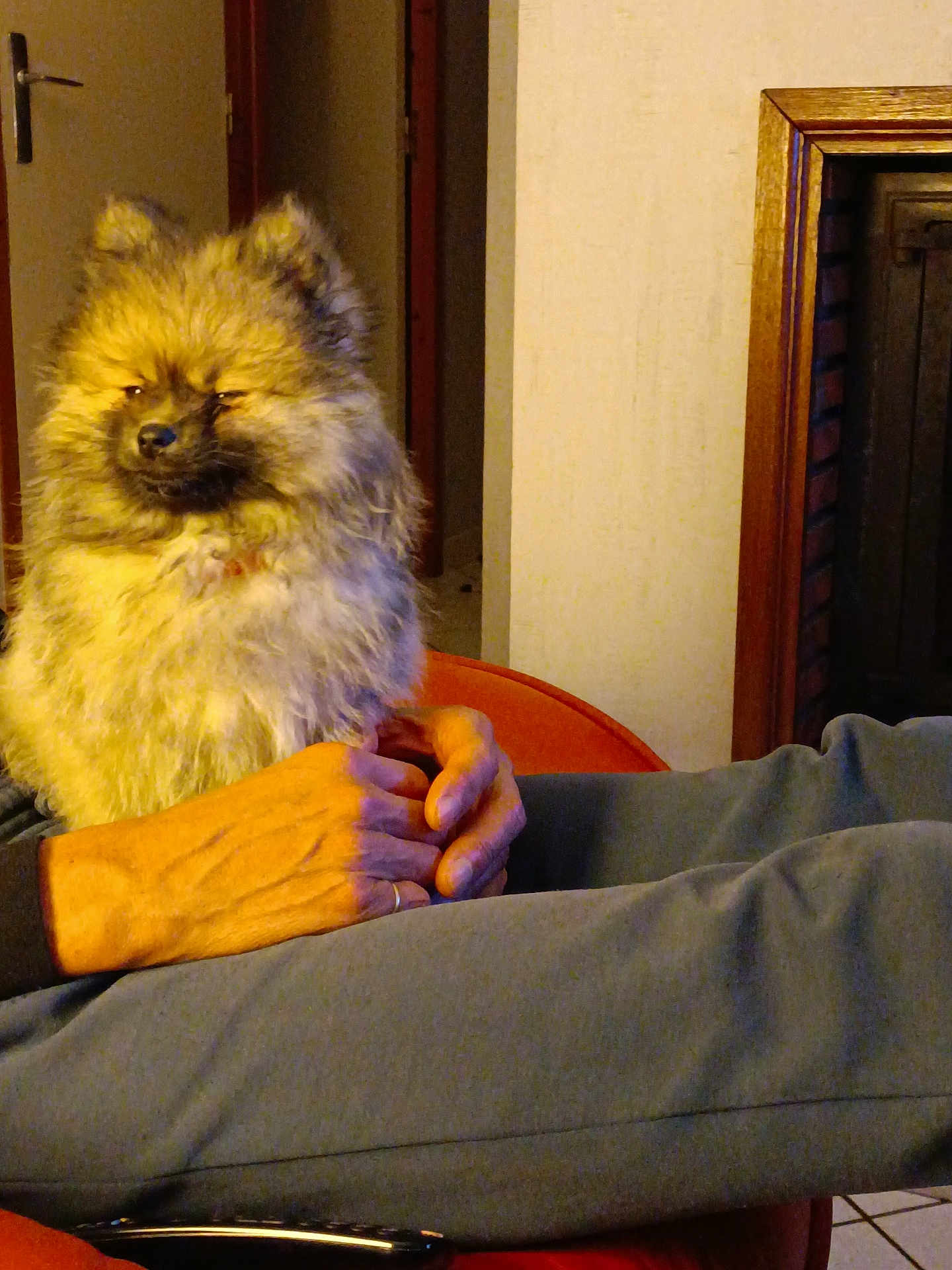 Marley participe au concours pour gagner de l'argent avec cette photo : dog, fluffy, pet, indoor, person, hands, lap, seated, pants, orange_chair, cozy, relaxed, home, furniture, warm_lighting, portrait, companion, animal, fur, cute