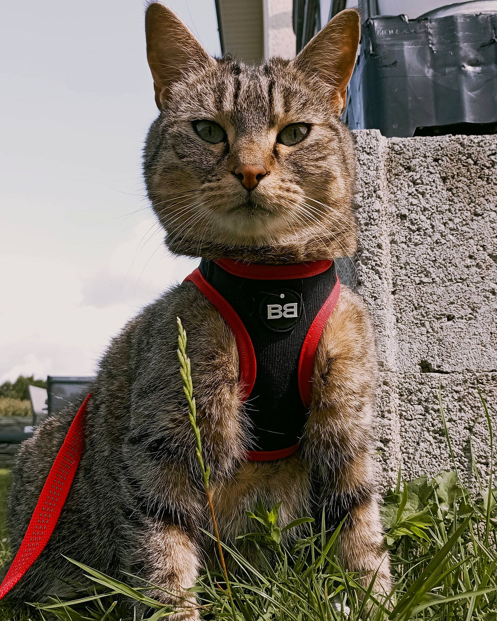 Sushi a rejoint le concours — aidez-le/la à gagner de superbes lots ! art, carnivore, cat, cat_supply, collar, domestic_short_haired_cat, felidae, fur, grass, paw, pet_supply, photo_caption, plant, small_to_medium_sized_cats, snout, tail, terrestrial_animal, tree, whiskers, wildlife