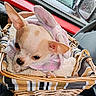 Cleo participe au concours pour gagner de l'argent avec cette photo : puppy, chihuahua, dog, basket, blanket, car_interior, window, raindrops, striped_fabric, small_dog, cute, pet, indoors, cozy, soft_texture, animal, wrapped, ears, face, looking