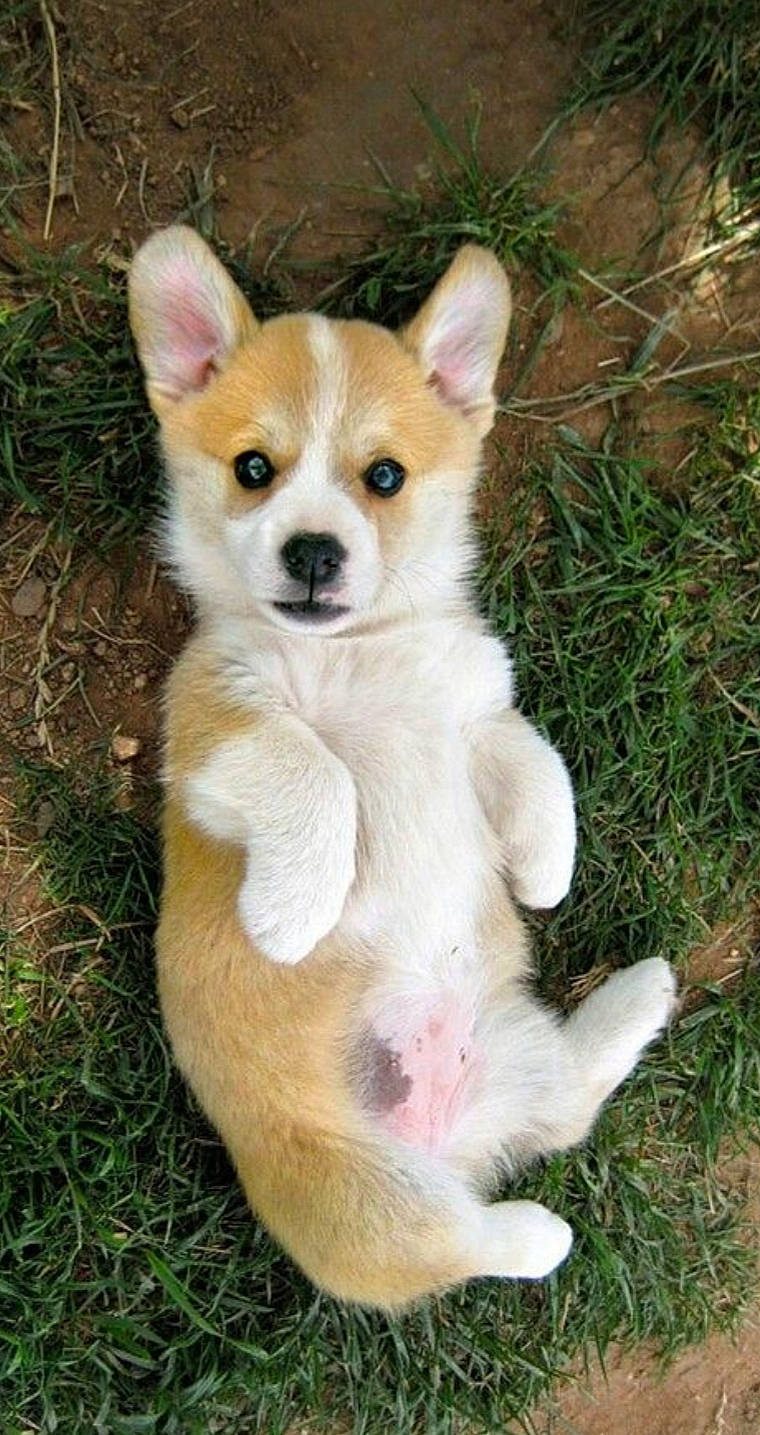 Loulou participe au concours pour gagner de l'argent avec cette photo : ancient_dog_breeds, canidae, cardigan_welsh_corgi, carnivore, companion_dog, corgi_chihuahua, dog, dog_breed, fawn, mammal, norrbottenspets, norwegian_lundehund, pembroke_welsh_corgi, puppy, rare_breed_dog, vertebrate, welsh_corgi, whiskers