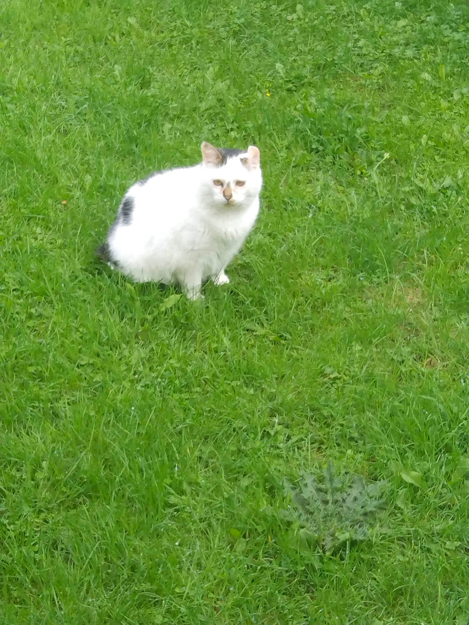 Nounours a rejoint le concours — aidez-le/la à gagner de superbes lots ! carnivore, cat, domestic_short_haired_cat, fawn, felidae, fur, grass, grassland, groundcover, herbaceous_plant, pasture, paw, plant, shrub, small_to_medium_sized_cats, snout, tail, terrestrial_animal, tree, whiskers