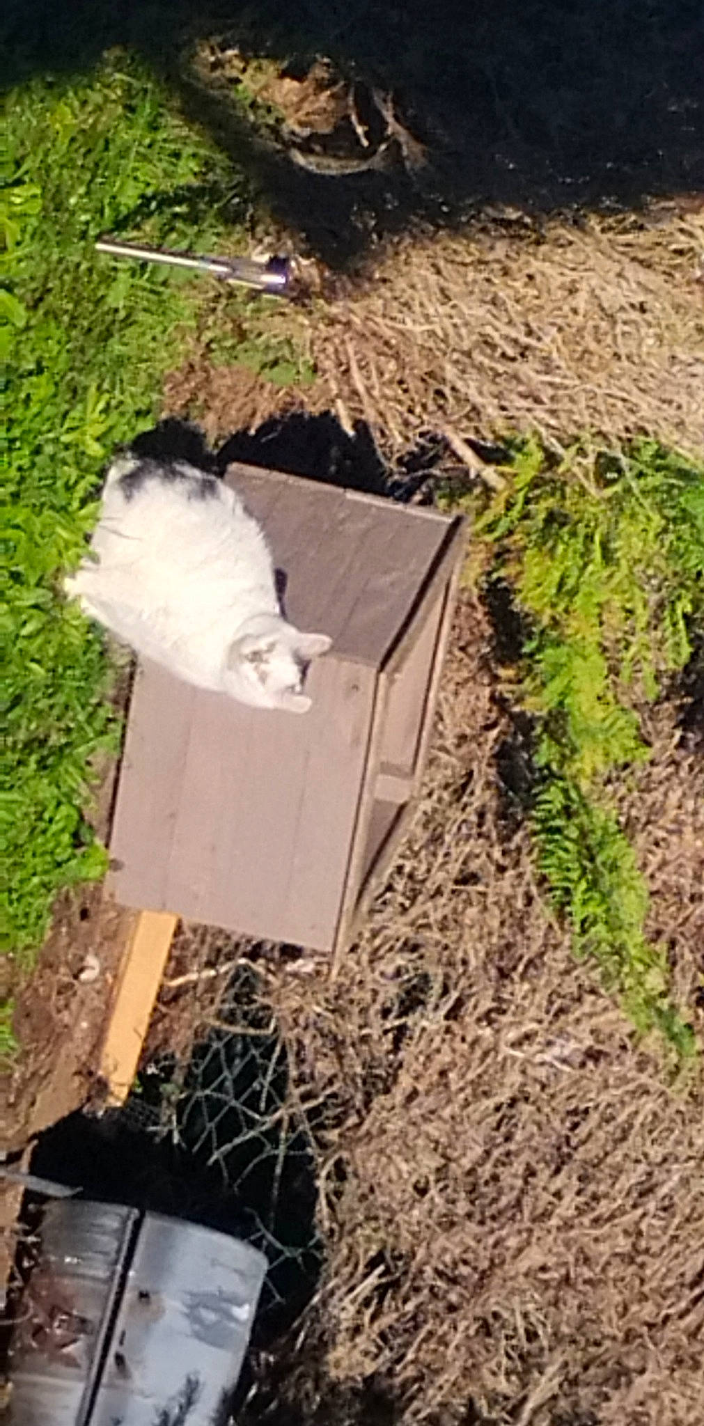 Nounours a rejoint le concours — aidez-le/la à gagner de superbes lots ! agriculture, canidae, carnivore, cat, felidae, fur, grass, grass_family, groundcover, herb, landscape, plant, shrub, small_to_medium_sized_cats, soil, sporting_group, tail, whiskers, wildlife, wood