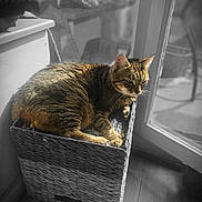 Venus participe au concours pour gagner de l'argent avec cette photo : cat, tabby, pet, animal, sleepy, sitting, basket, woven_basket, indoors, sunlight, window, door, wooden_floor, home, cozy, striped_fur, feline, relaxed, portrait, black_and_white_background