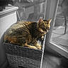 cat, tabby, pet, animal, sleepy, sitting, basket, woven_basket, indoors, sunlight, window, door, wooden_floor, home, cozy, striped_fur, feline, relaxed, portrait, black_and_white_background