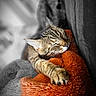 cat, tabby, sleeping, sleepy, relaxed, cozy, blanket, plush, orange, gray, fur, whiskers, paw, closed_eyes, indoor, portrait, pet, cuddling, soft, nap