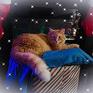 Marley is registered to the contest to win money with this photo: cat, orange_cat, pillow, striped_box, stockings, holiday_decor, christmas, twinkle_effects, feline, fur, tail, indoor, cozy, festive, relaxed, pet, decorations, soft_lighting, holiday_theme, resting