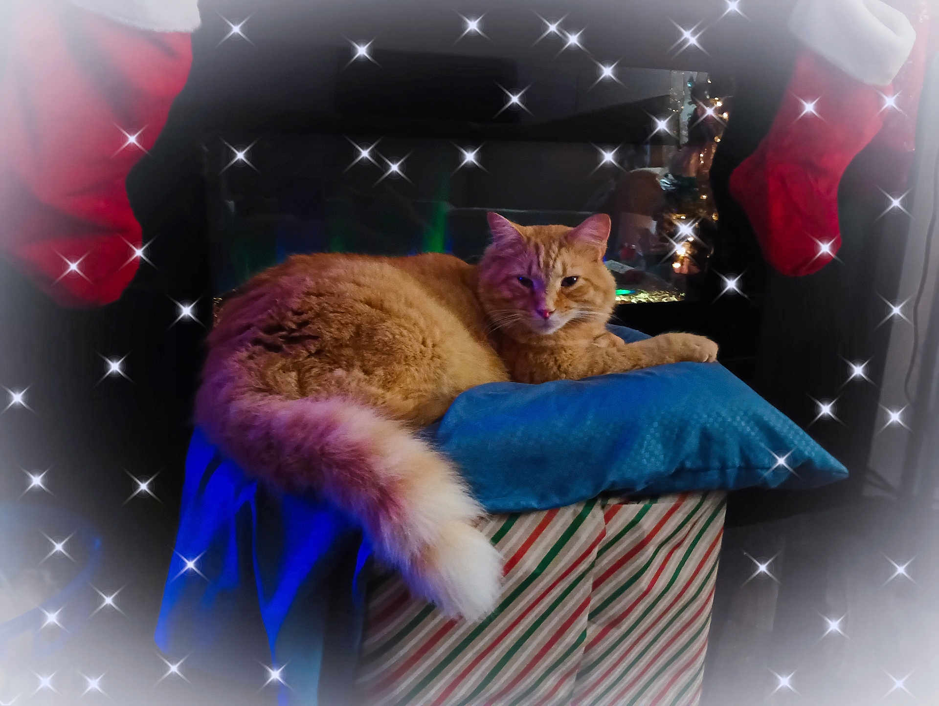 Marley is registered to the contest to win money with this photo: cat, orange_cat, pillow, striped_box, stockings, holiday_decor, christmas, twinkle_effects, feline, fur, tail, indoor, cozy, festive, relaxed, pet, decorations, soft_lighting, holiday_theme, resting
