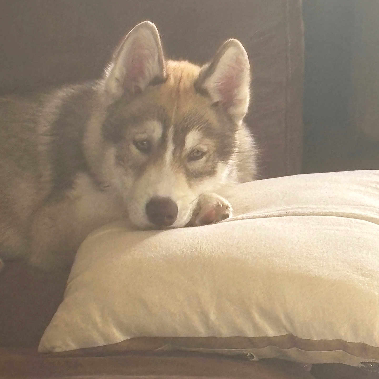 Aiko a rejoint le concours — aidez-le/la à gagner de superbes lots ! animal, beige, brown, couch, cozy, cute, dog, domestic, ears, face, fur, husky, indoor, paw, pet, pillow, puppy, relaxed, resting, sleepy