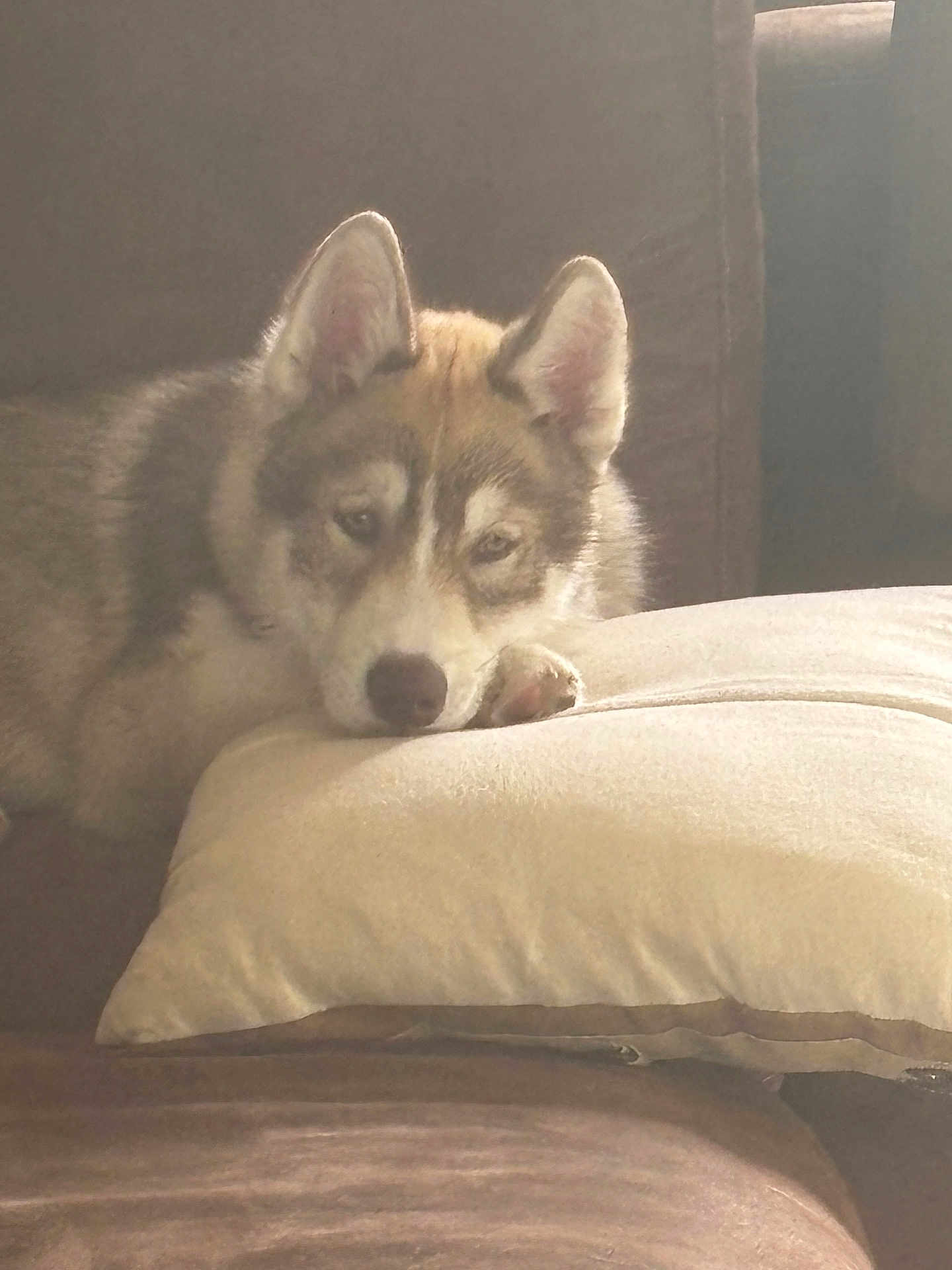Aiko a rejoint le concours — aidez-le/la à gagner de superbes lots ! animal, beige, brown, couch, cozy, cute, dog, domestic, ears, face, fur, husky, indoor, paw, pet, pillow, puppy, relaxed, resting, sleepy