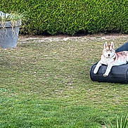 Aiko participe au concours pour gagner de l'argent avec cette photo : animal, backyard, cat, curious_cat, cute, daylight, dog, garden, grass, greenery, hedge, lawn, nature, outdoor_furniture, pet, plant_pot, playful, relaxed, resting, siberian_husky