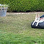 animal, backyard, cat, curious_cat, cute, daylight, dog, garden, grass, greenery, hedge, lawn, nature, outdoor_furniture, pet, plant_pot, playful, relaxed, resting, siberian_husky