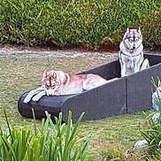Ukiyo participe au concours pour gagner de l'argent avec cette photo : animal, canine, cute, daylight, dog, fence, garden, grass, greenery, husky, lying_down, nature, outdoor, pet, plants, relaxed, shrubbery, sitting, wicker_furniture, yard