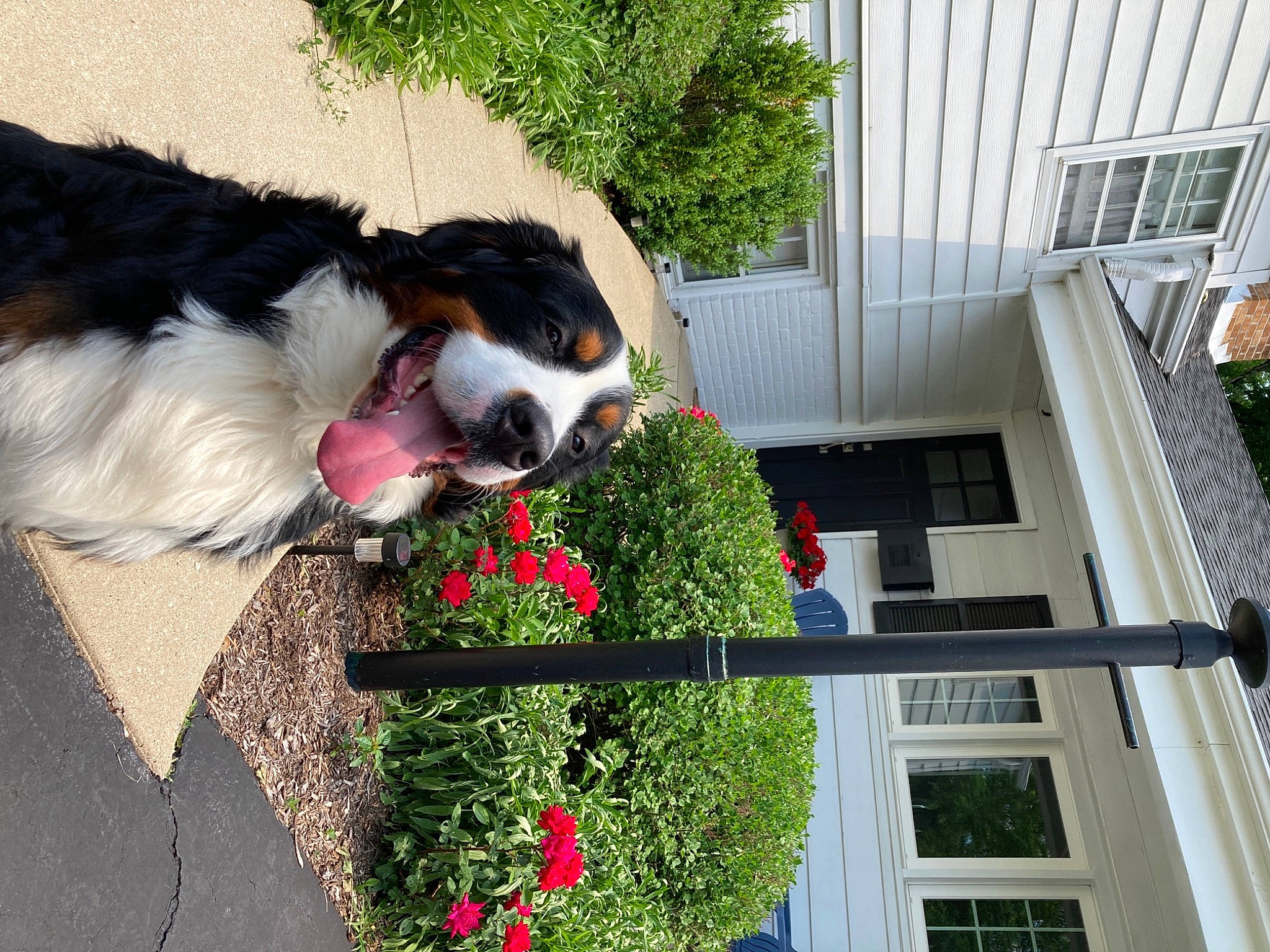 Atlas is registered to the contest to win money with this photo: annual_plant, artificial_flower, balcony, bouquet, canidae, carnivore, cavalier_king_charles_spaniel, companion_dog, cut_flowers, dog, dog_breed, door, floral_design, floristry, flower_arranging, fur, shrub, snout, sporting_group, st_bernard