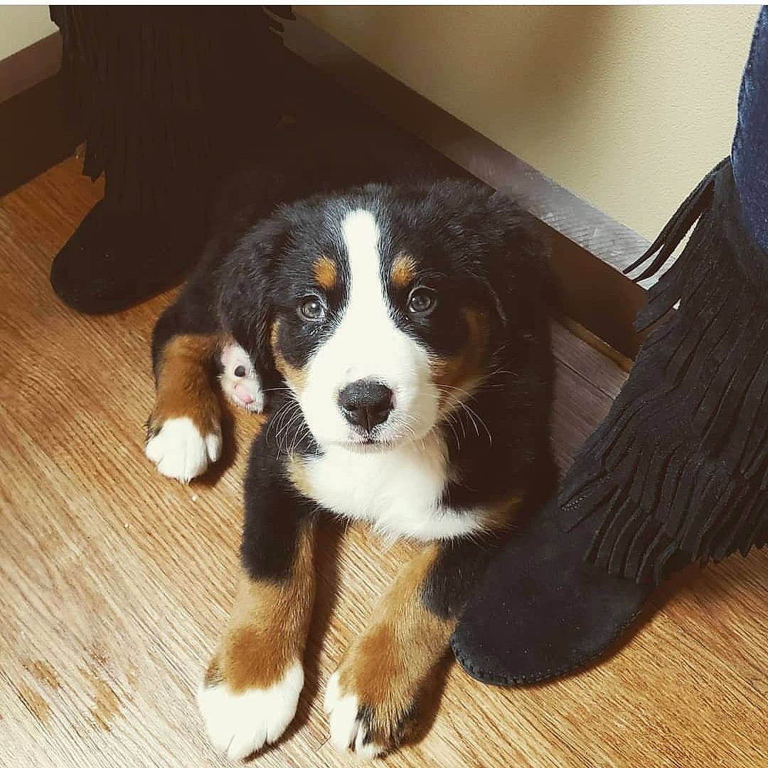 Atlas is registered to the contest to win money with this photo: beaglier, canidae, carnivore, companion_dog, dog, dog_breed, floor, flooring, fur, hardwood, laminate_flooring, liver, puppy, snout, terrestrial_animal, vertebrate, wood, wood_flooring, wood_stain, working_animal