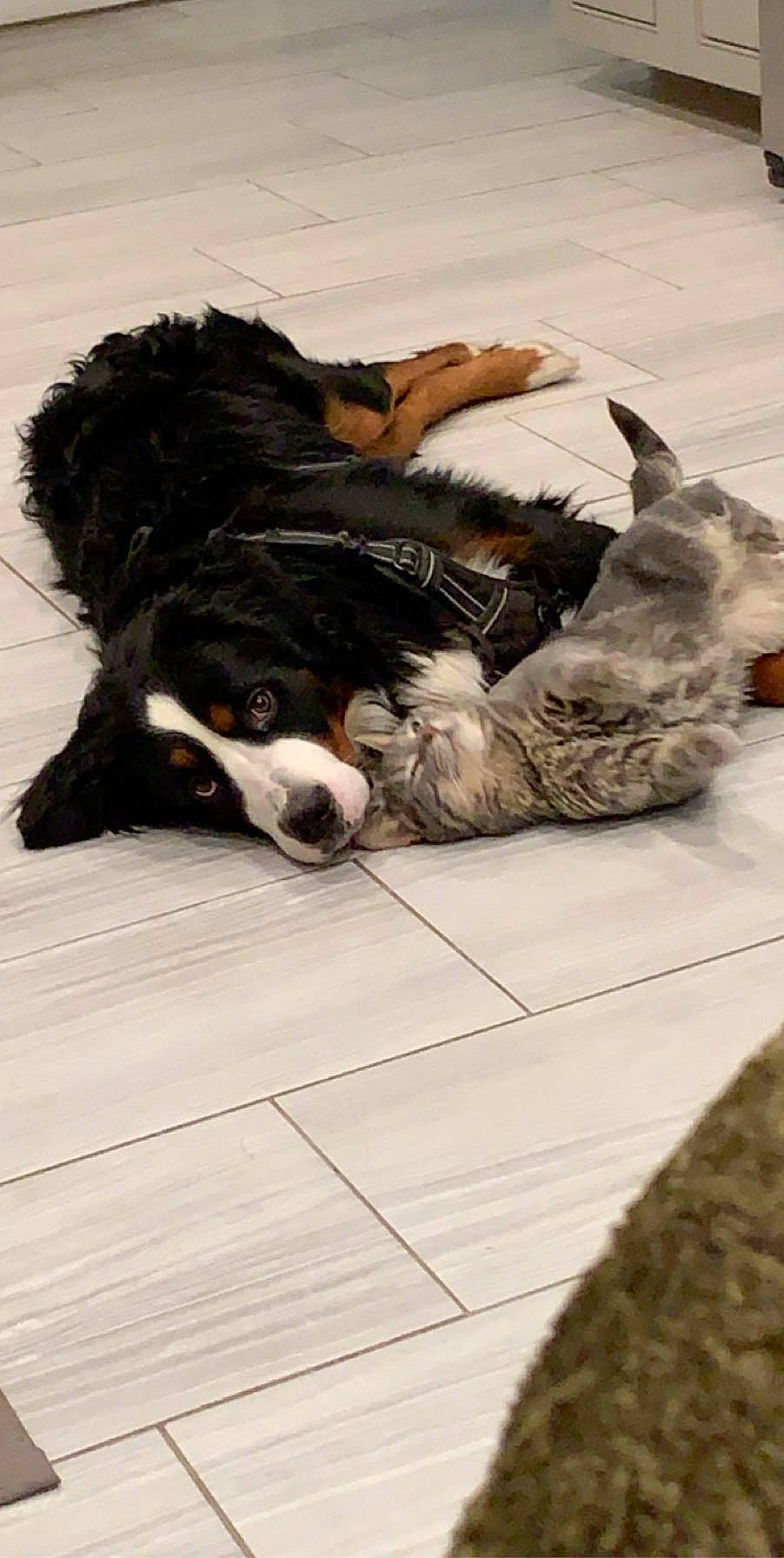 Atlas is registered to the contest to win money with this photo: canidae, carnivore, companion_dog, dog, dog_breed, fur, herding_dog, paw, sleep, small_to_medium_sized_cats, snout, sporting_group, terrestrial_animal, vertebrate, working_animal, working_dog