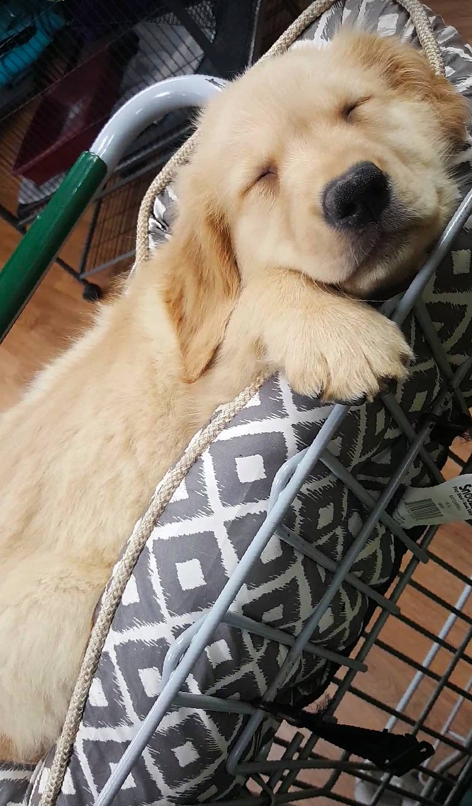 Tucker is registered to the contest to win money with this photo: ancient_dog_breeds, canidae, carnivore, collar, companion_dog, dog, dog_breed, dog_supply, fawn, fur, golden_retriever, mesh, natural_material, outdoor_furniture, pet_supply, retriever, snout, sporting_group, vertebrate, working_animal