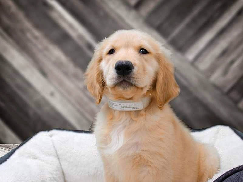 Tucker is registered to the contest to win money with this photo: beige, canidae, carnivore, collar, comfort, companion_dog, dog, dog_breed, dog_collar, fawn, fur, golden_retriever, labrador_retriever, retriever, snout, sporting_group, tan, vertebrate, whiskers, working_animal