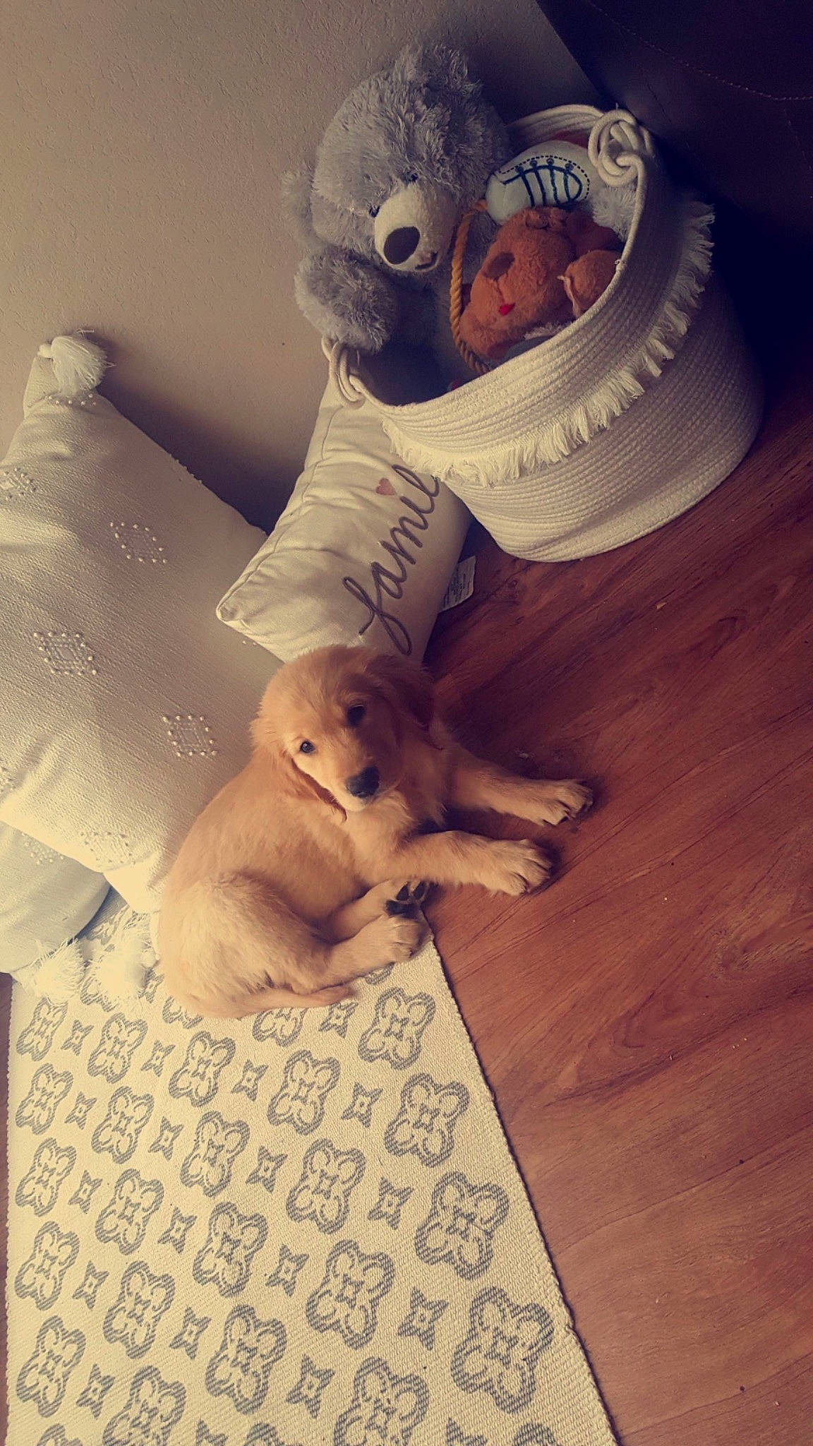 Tucker is registered to the contest to win money with this photo: canidae, carnivore, companion_dog, dog, dog_breed, fawn, fur, hardwood, home_accessories, laminate_flooring, non_sporting_group, puppy, snout, sporting_group, stuffed_toy, toy, varnish, wood_flooring, wood_stain, working_animal