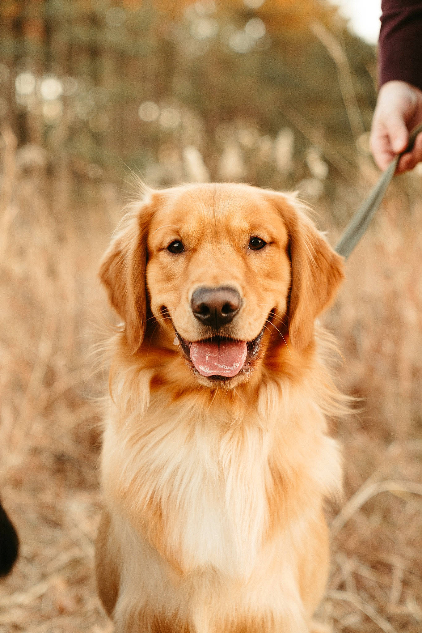 Tucker is registered to the contest to win money with this photo: canidae, carnivore, companion_dog, dog, dog_breed, fawn, fur, golden_retriever, gun_dog, human, mammal, organ, retriever, snout, sporting_group, tongue, tooth, vertebrate, whiskers, working_animal
