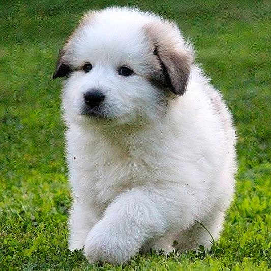 Zen