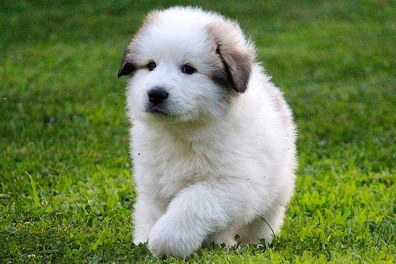 Zen