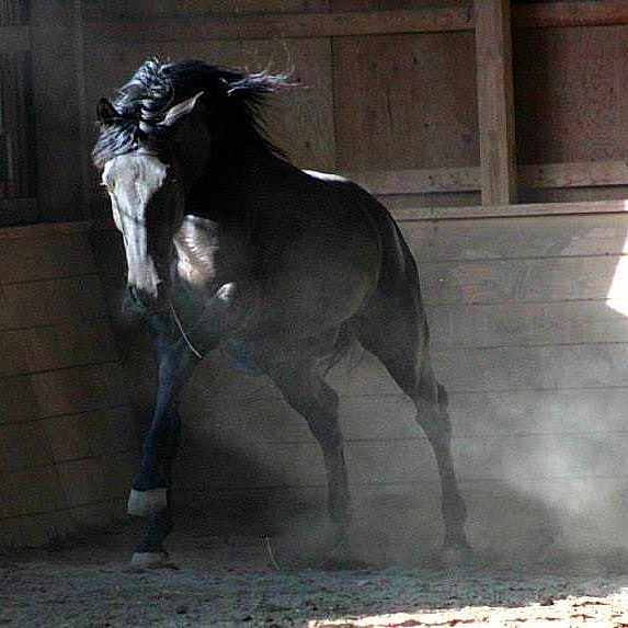 Bravo is registered to the contest to win money with this photo: