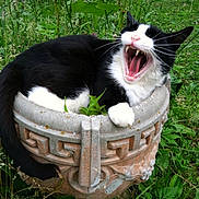 Lucifer is registered to the contest to win money with this photo: