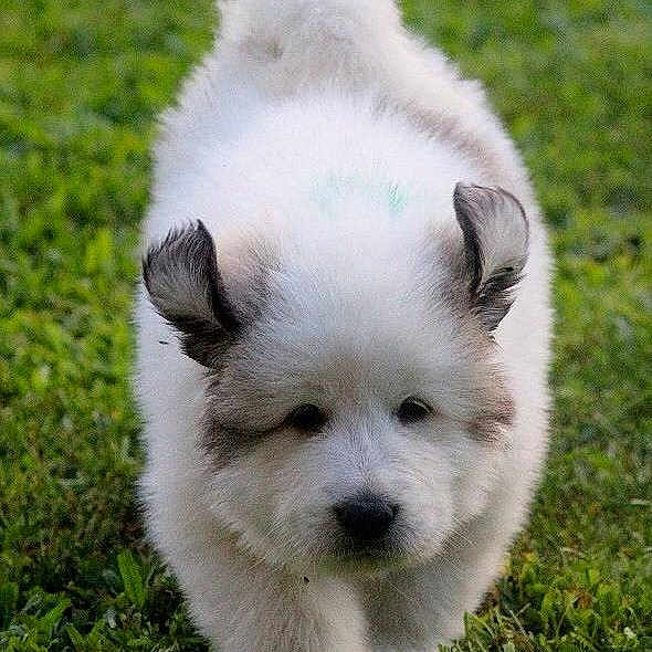 Zen