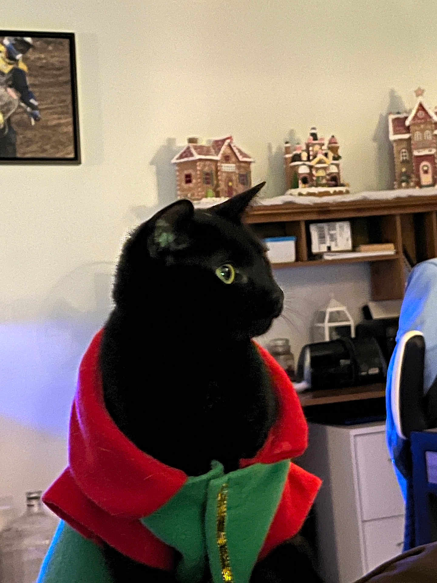 Milo is registered to the contest to win money with this photo: black_cat, cat, pet, indoor, holiday_clothing, red_clothing, green_clothing, decorations, miniature_houses, shelf, framed_picture, wall_decor, furniture, chair, cozy, festive, animal, portrait, feline, domestic_cat