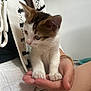 kitten, cat, pet, hand, person, white_fur, brown_fur, indoor, close_up, cute, young_animal, knitted_sweater, cozy, feline, small, domestic_animal, resting, soft_light, human_hand, sitting