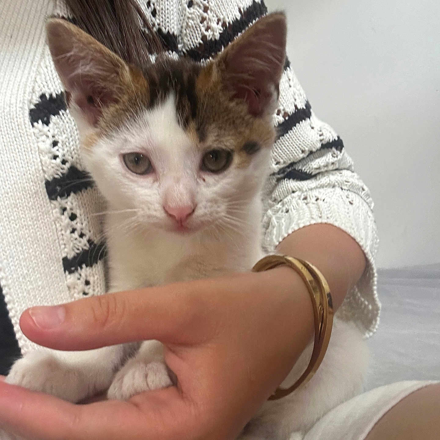 Stella a rejoint le concours — aidez-le/la à gagner de superbes lots ! animal, black, bracelet, cat, closeup, cozy, cute, ears, fur, hand, holding, indoor, kitten, paws, person, pet, portrait, sweater, white, young