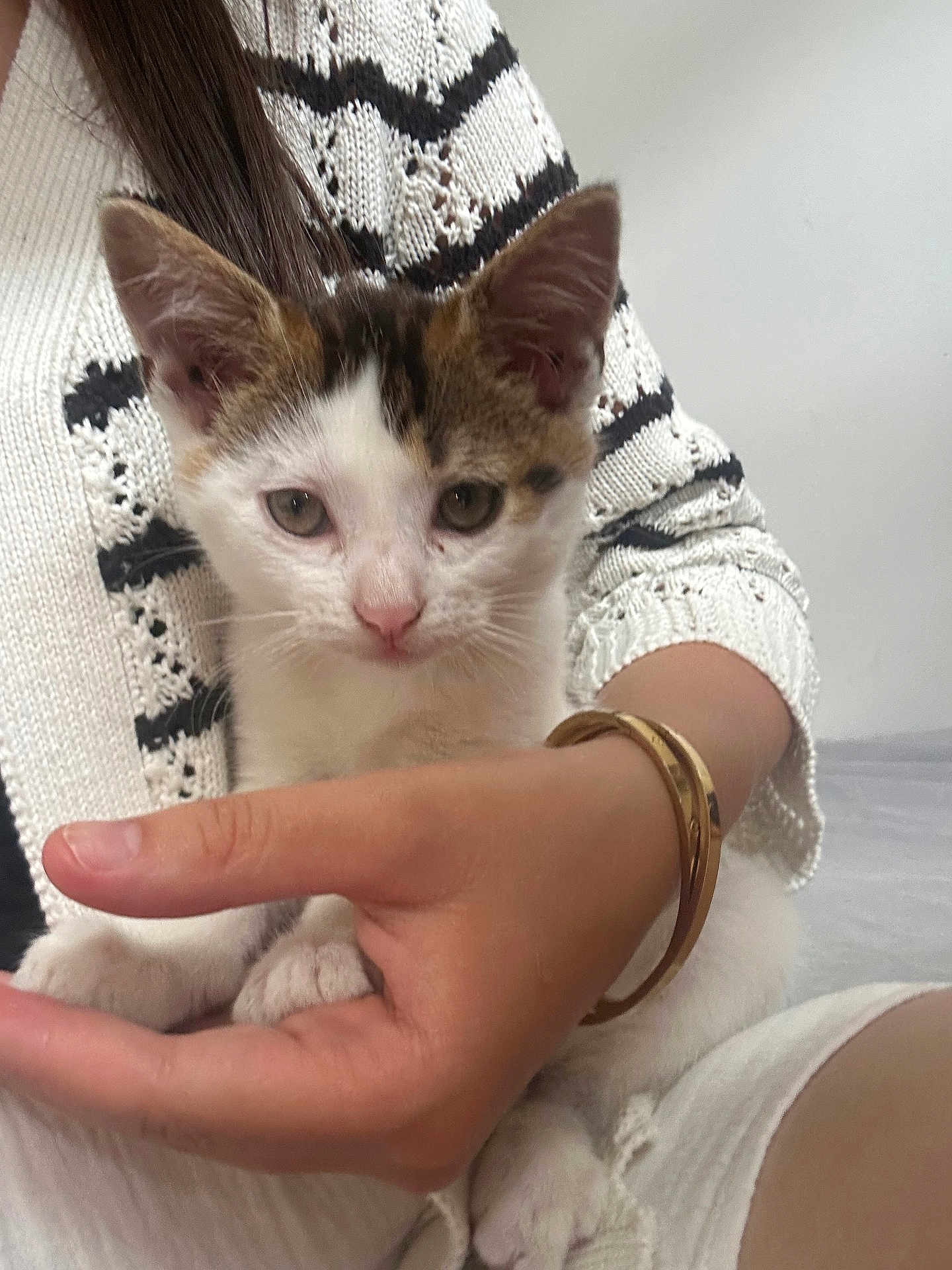 Stella a rejoint le concours — aidez-le/la à gagner de superbes lots ! kitten, cat, pet, animal, hand, person, sweater, bracelet, white, black, cute, indoor, young, fur, ears, paws, closeup, portrait, cozy, holding