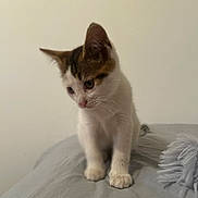 Stella participe au concours pour gagner de l'argent avec cette photo : kitten, cat, pet, animal, feline, curious, white, brown, fur, young, cute, small, indoor, soft, paws, face, ears, whiskers, bed, blanket