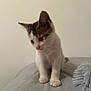 kitten, cat, pet, animal, feline, curious, white, brown, fur, young, cute, small, indoor, soft, paws, face, ears, whiskers, bed, blanket